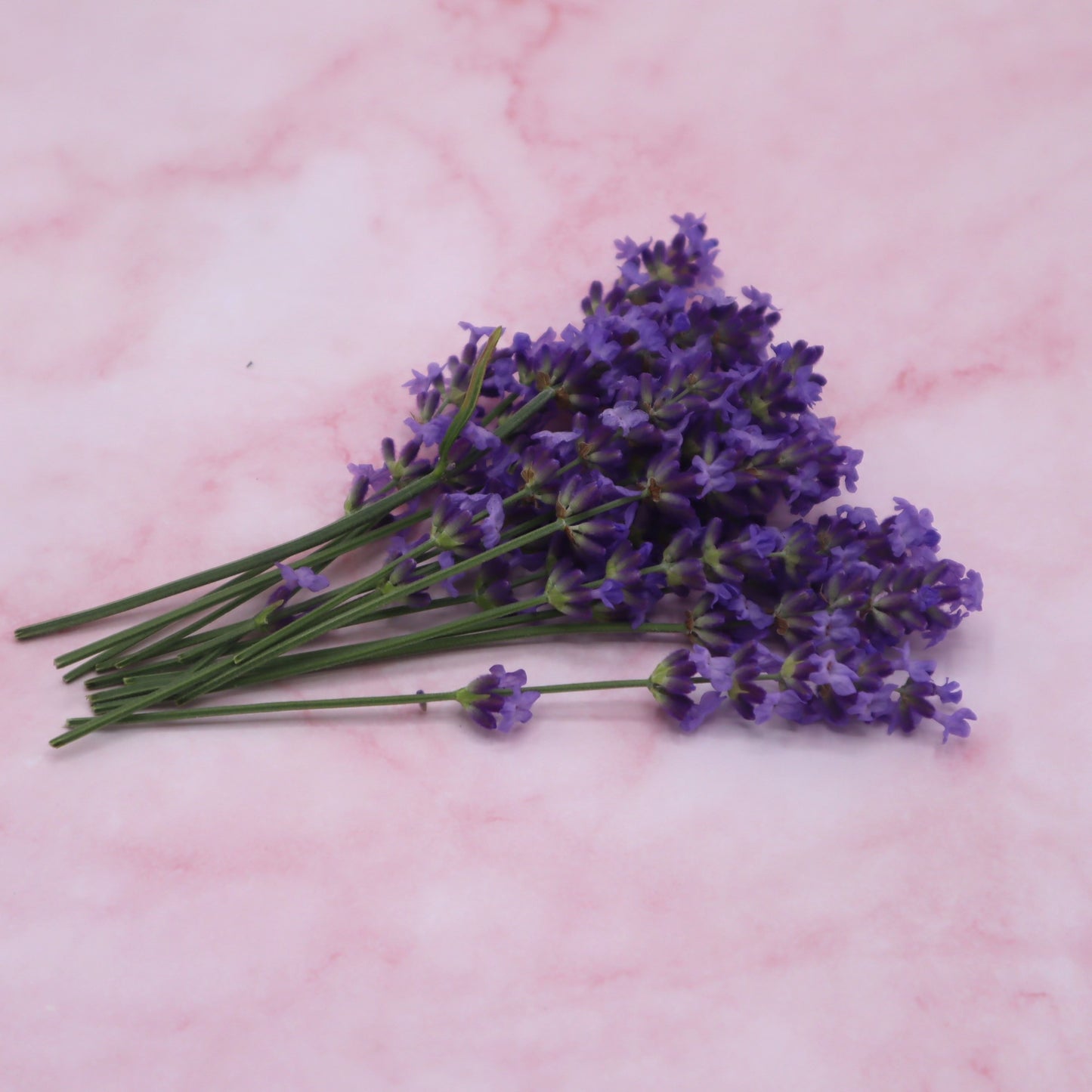 Verse lavendel. Eetbare bloemen, cocktails, champagne, mocktails, garnering, limonades, taarten