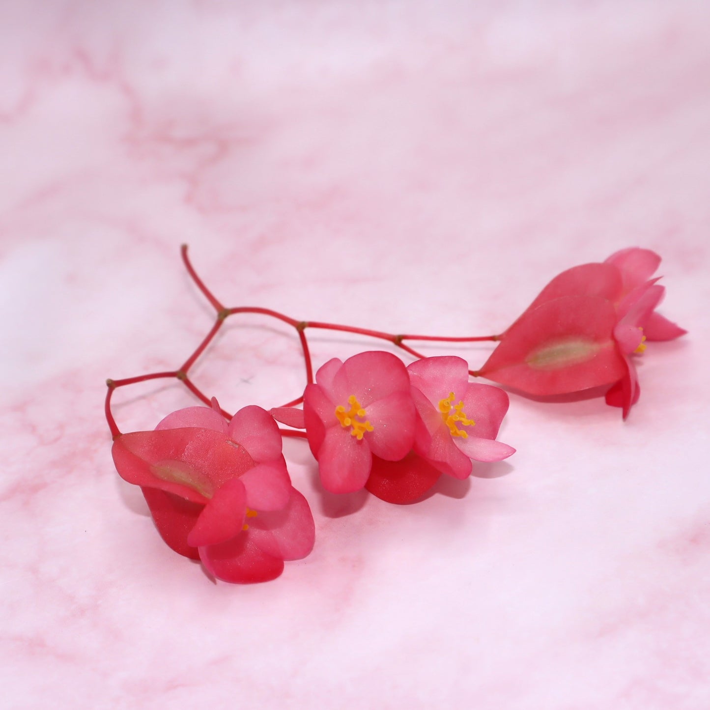 Apple blossom. Eetbare bloemen Floral Delight. Appel smaak