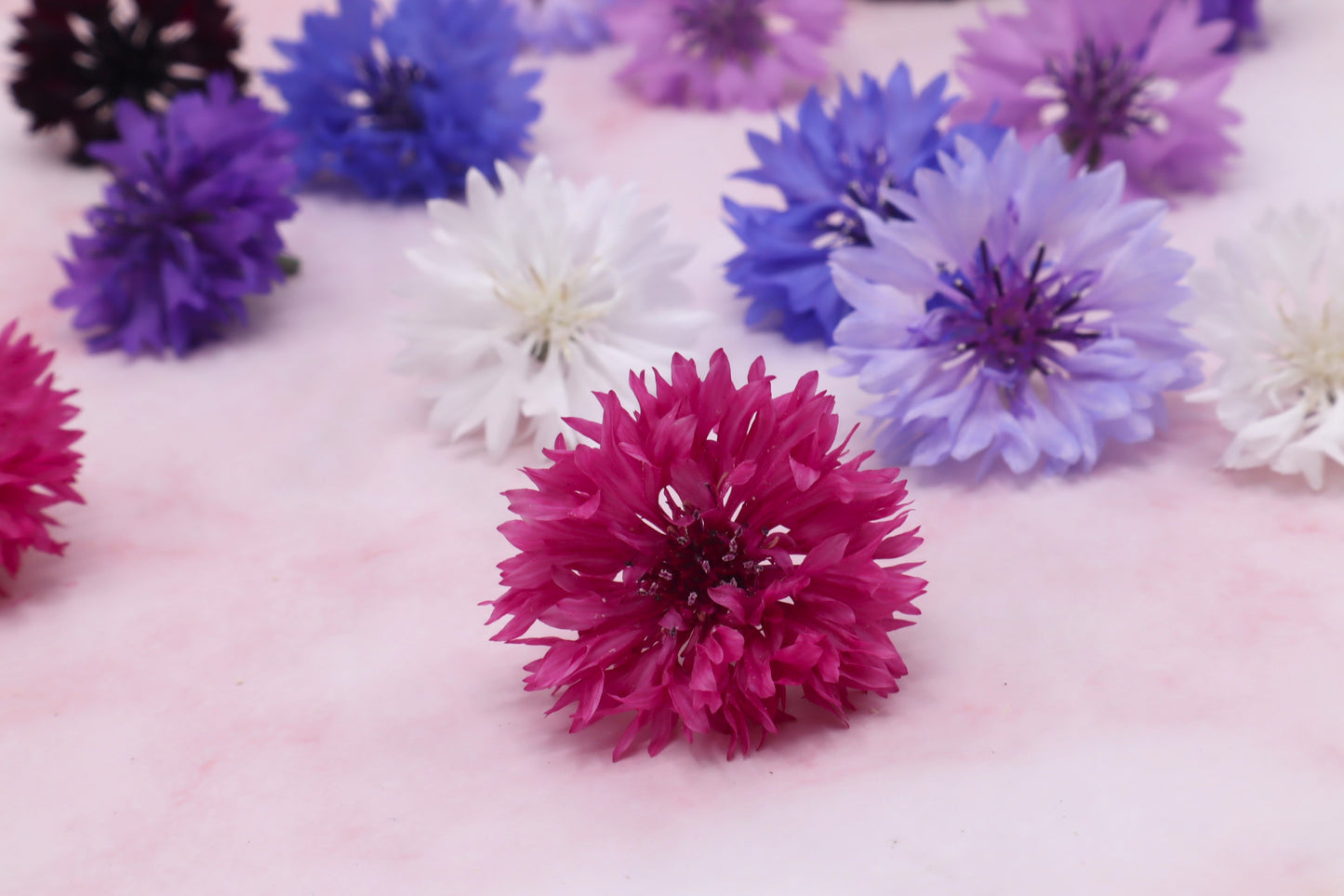 Verse eetbare korenbloem. roze blauw. Floral Delight
