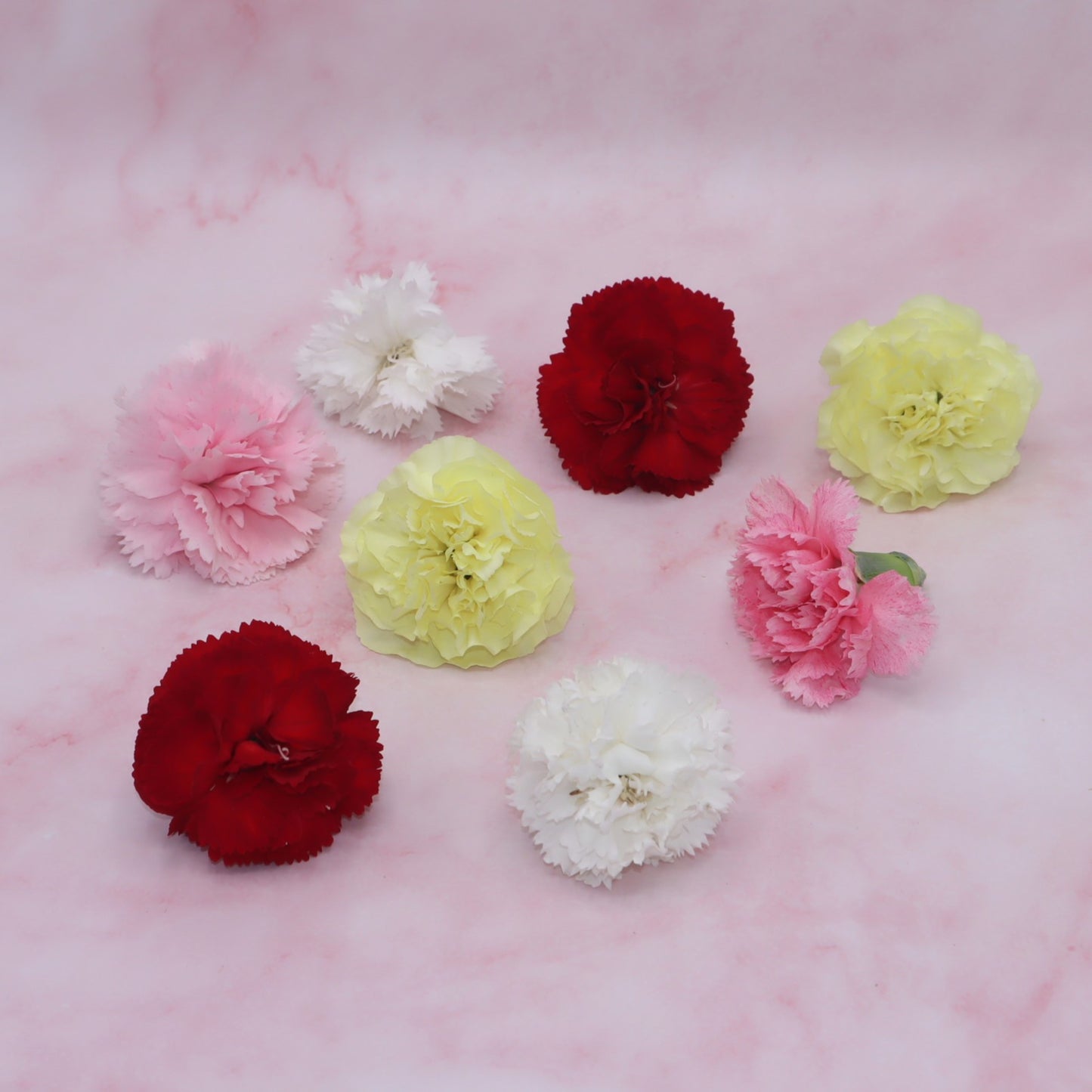 Verse eetbare Anjer - Groot, geel rood roze wit