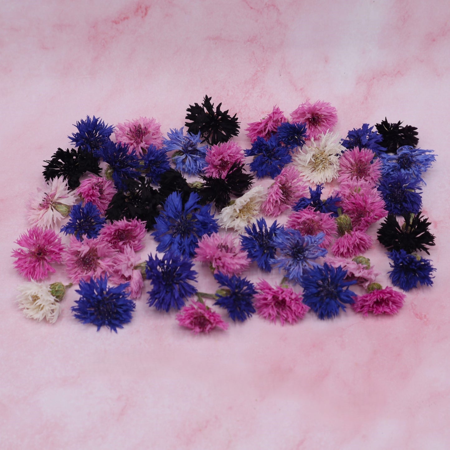Cornflower