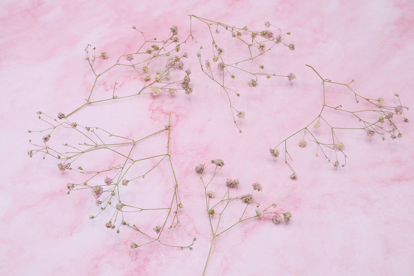 Baby's breath