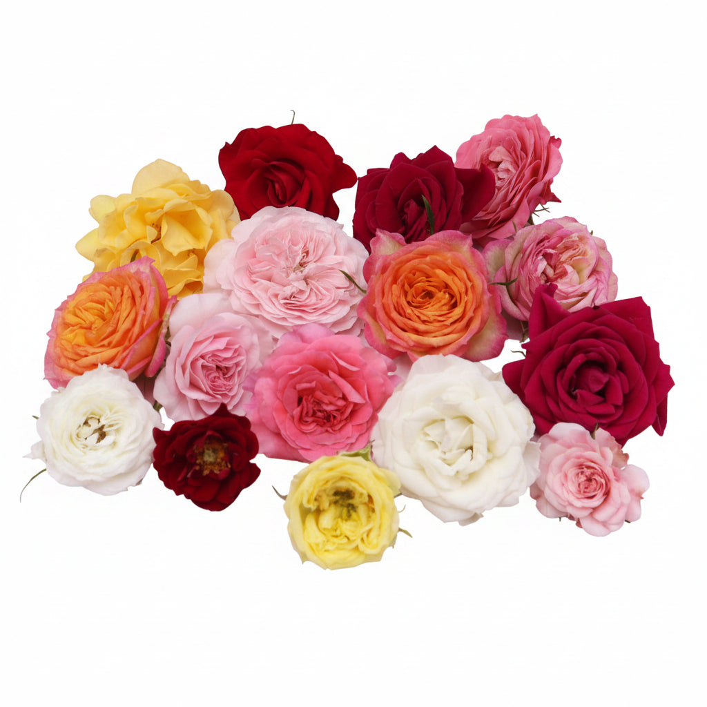 Romantische Rozen