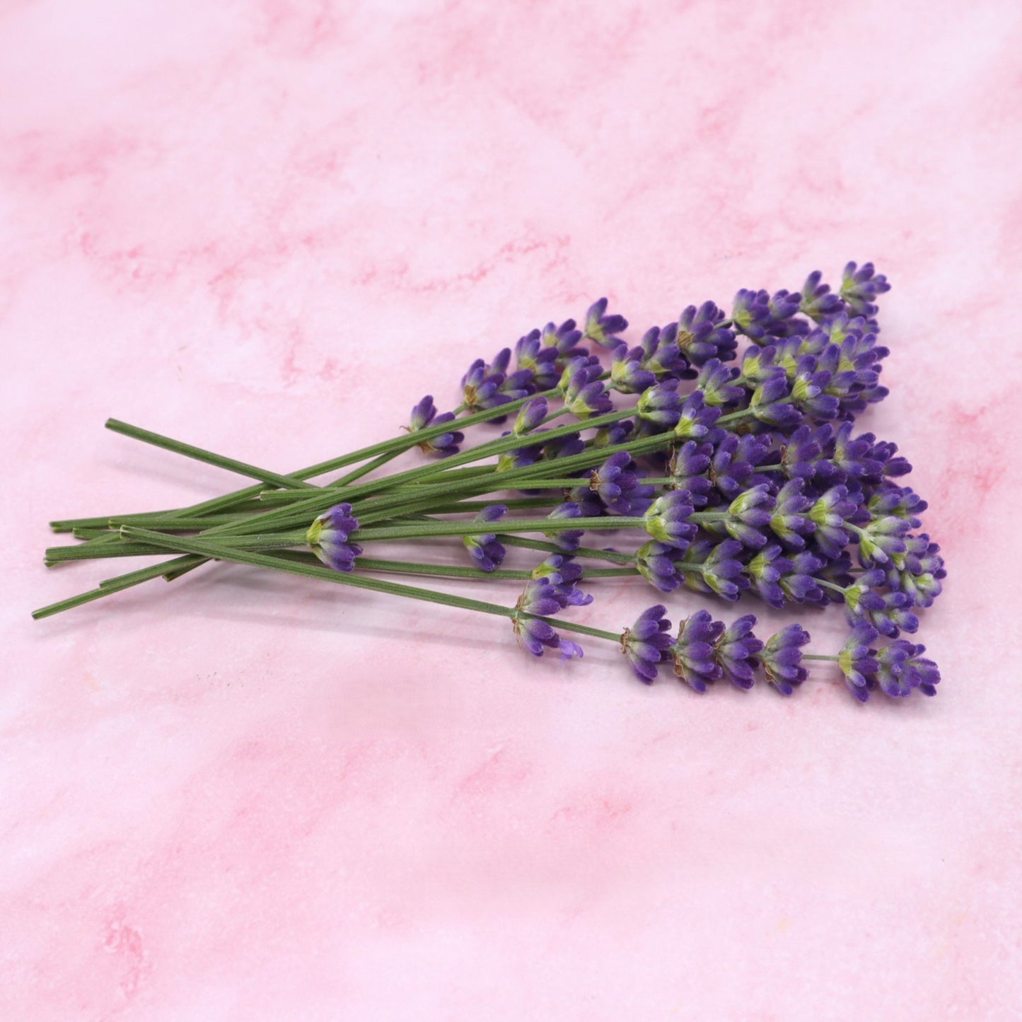 Verse lavendel. Eetbare bloemen, cocktails, champagne, mocktails, garnering, limonades, taarten