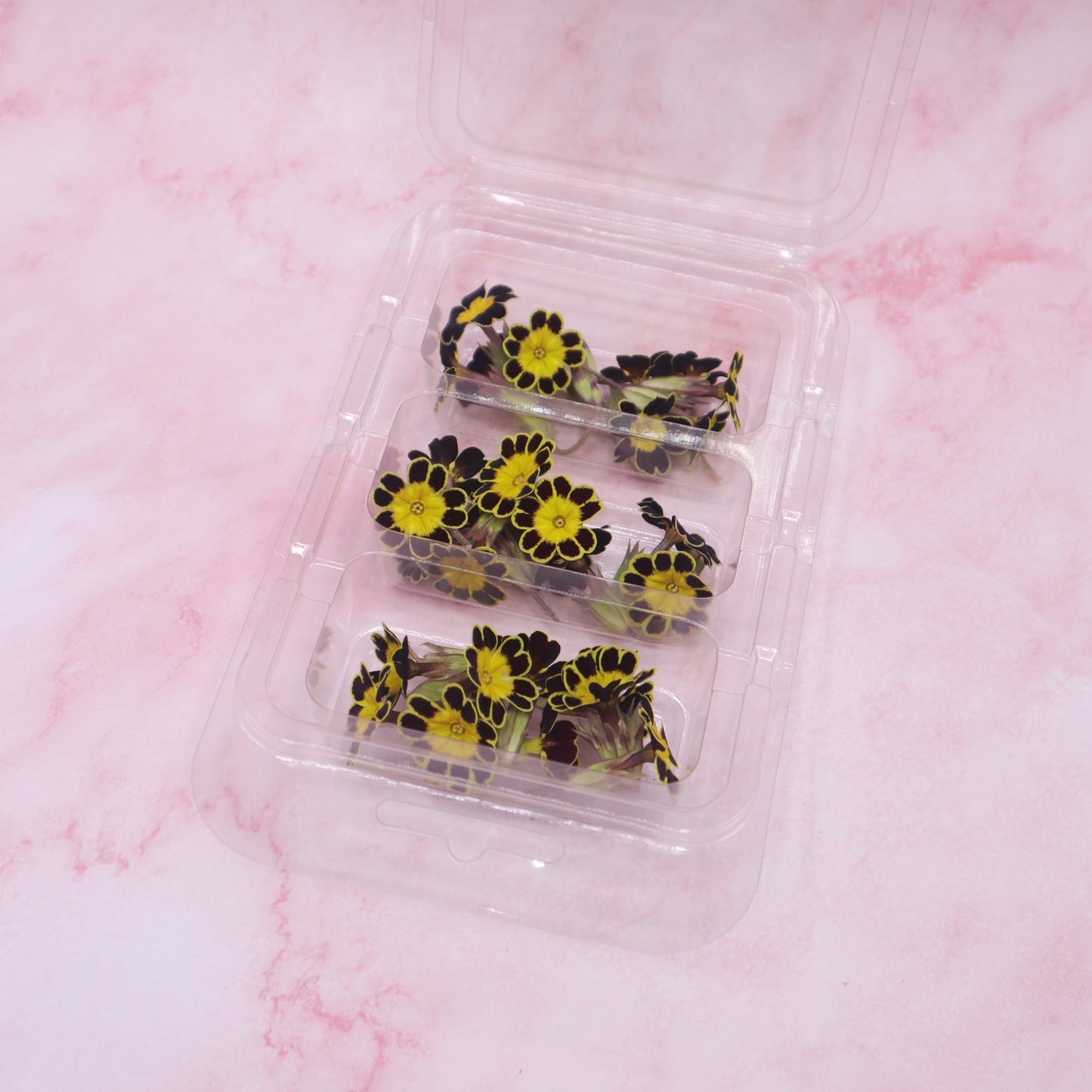 Mini Primula Black/Yellow