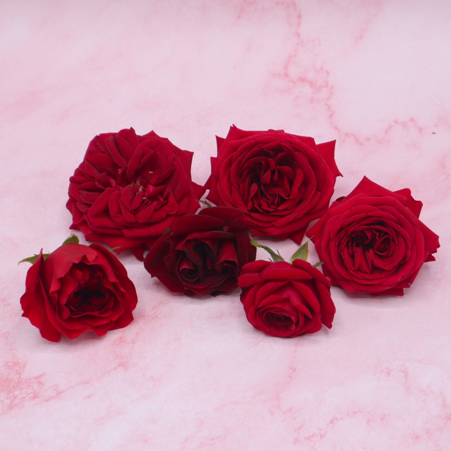 Eetbare rozen, rozenblaadjes. Bruidstaart, taart, cocktail, verjaardag, cake. Eetbare Rode Rozen