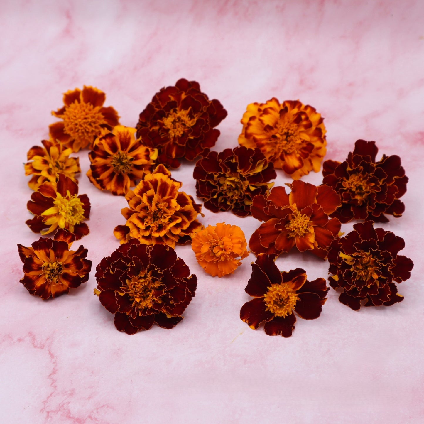 Tagetes vers, afrikaantje Eetbare bloemen. Floral Delight