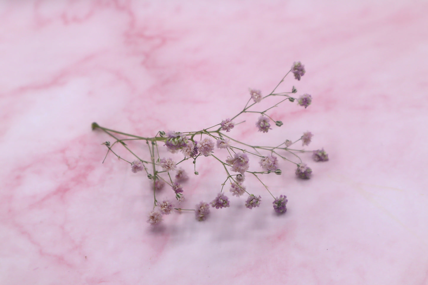 Gedroogd dried gipskruid, roze, bruidstaart, eetbare bloemen bij Floral Delight