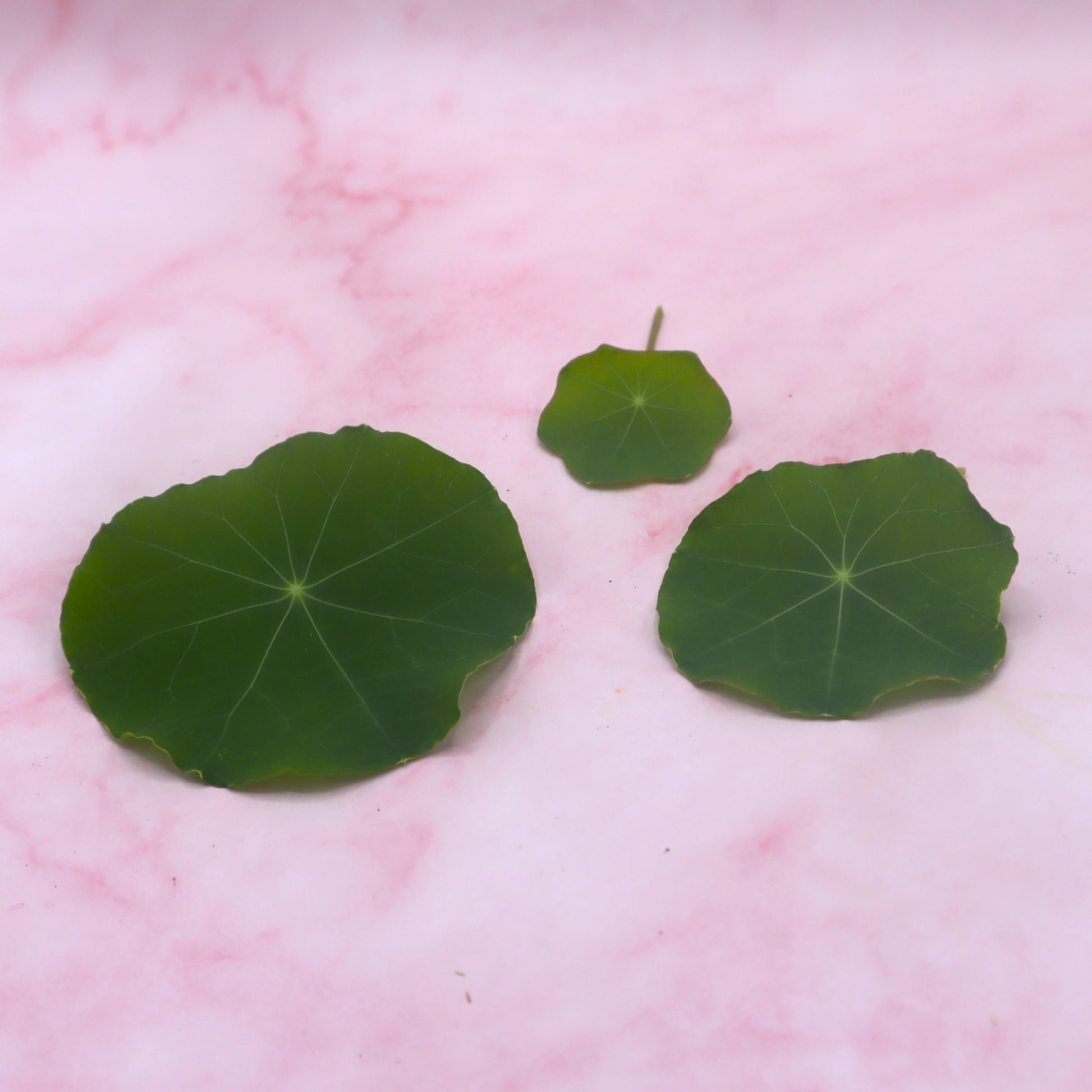 Oost-Indische Kers, OIK, Nasturium. Blad en Bloemen. Eetbare Bloemen. Peper, Radijs smaak. Floral Delight