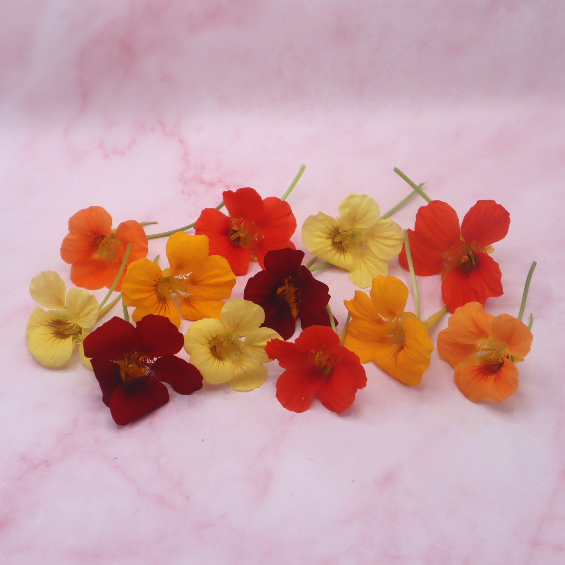 Oost-Indische Kers, OIK, Nasturium. Blad en Bloemen. Eetbare Bloemen. Peper, Radijs smaak. Floral Delight