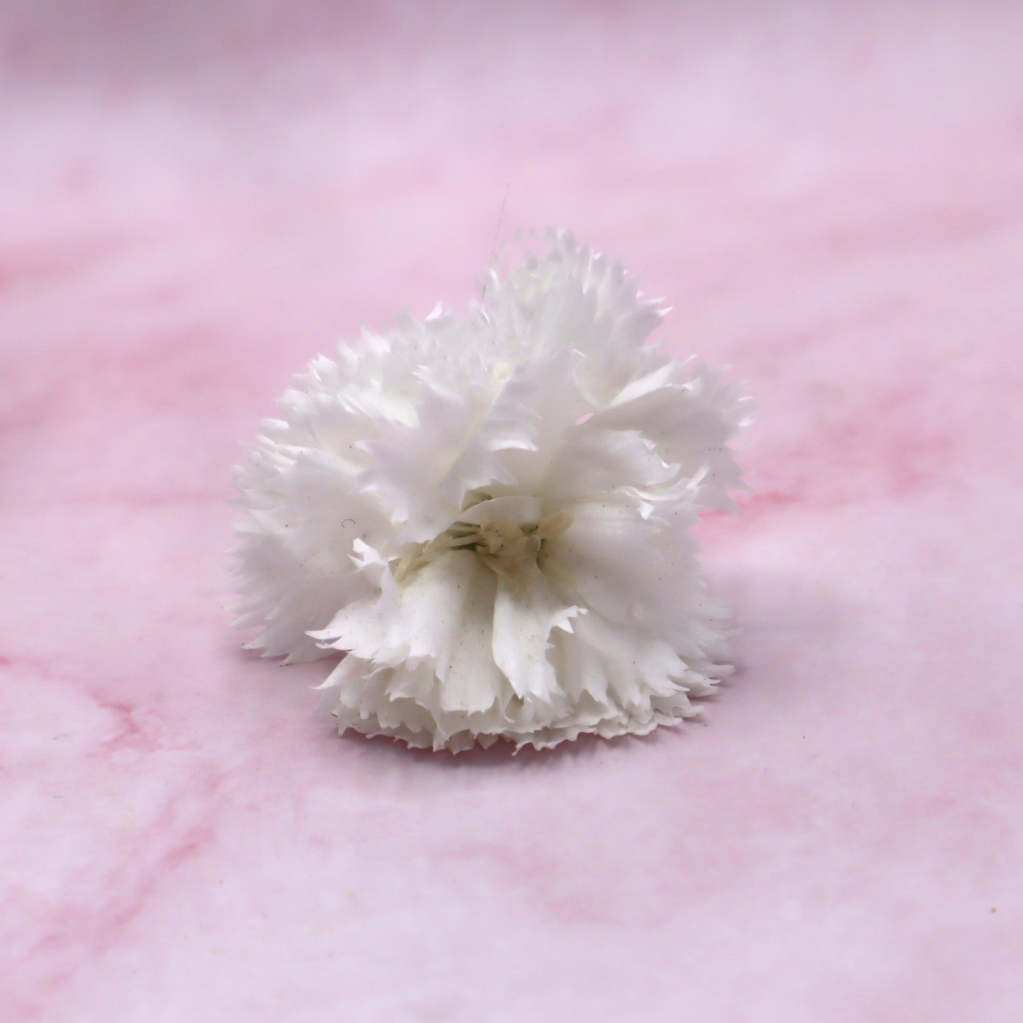 Verse eetbare Anjer - Groot, geel rood roze wit