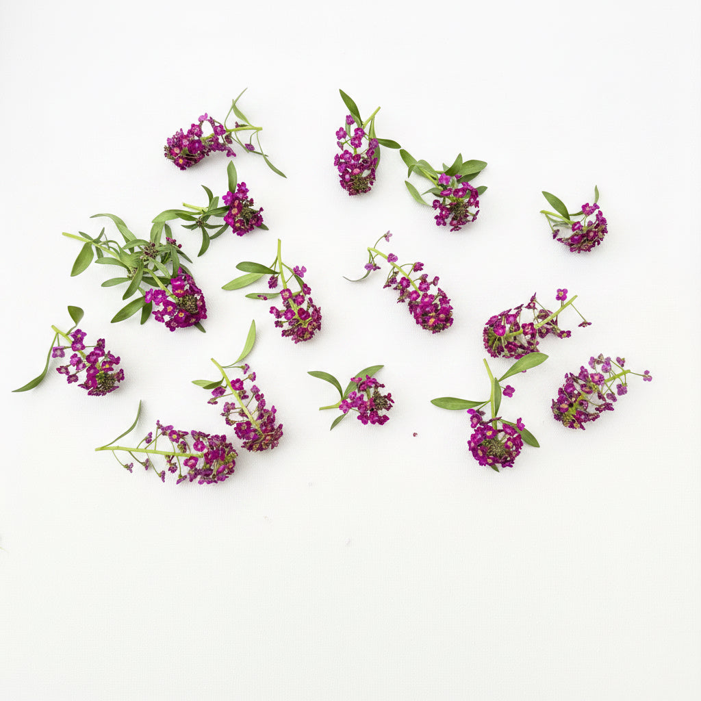 Alyssum Romance