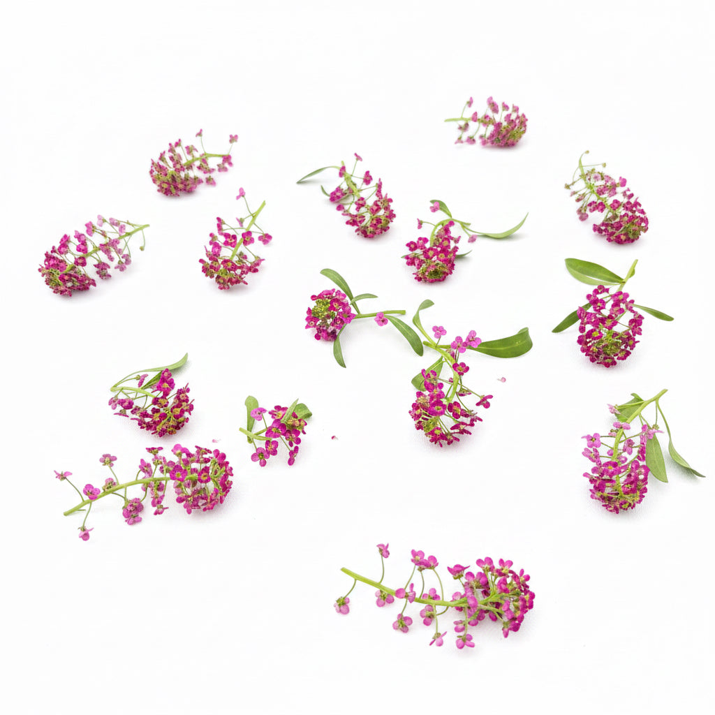 Alyssum Romance