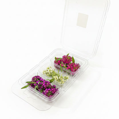 Alyssum Romance