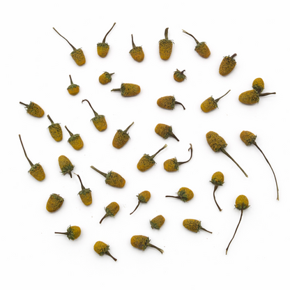 ABC-Kruid, Champagneblad