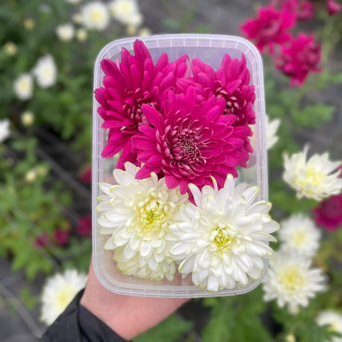 Chrysant XL