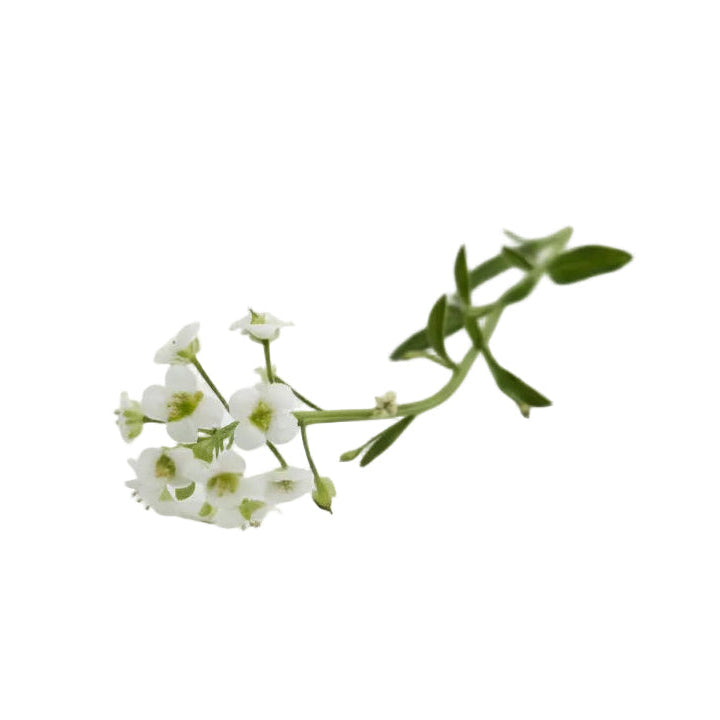 witte alyssum, perfect voor bruidstaarten
