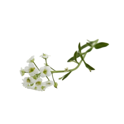 witte alyssum, perfect voor bruidstaarten
