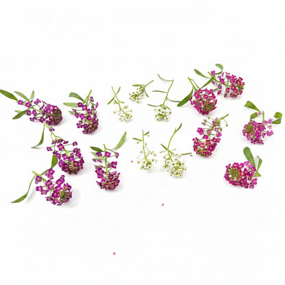 Alyssum Romance