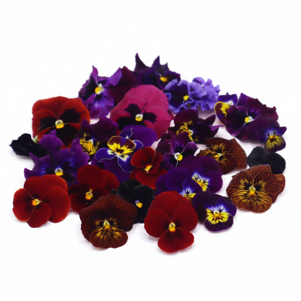 Donker kleurige eetbare viooltjes. Rood, Paars, Zwart. Floral Delight