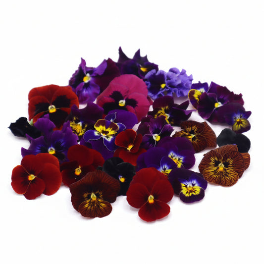 Donker kleurige eetbare viooltjes. Rood, Paars, Zwart. Floral Delight