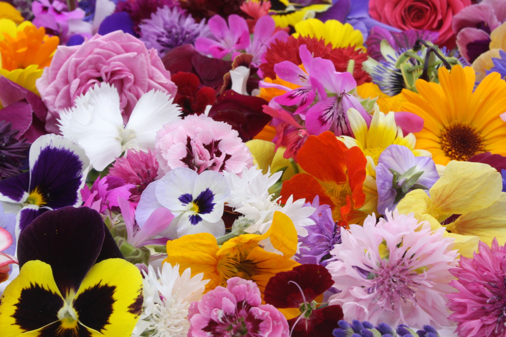 eetbare bloemen online bestellen floral delight, eetbare bloemenshop, groothandel