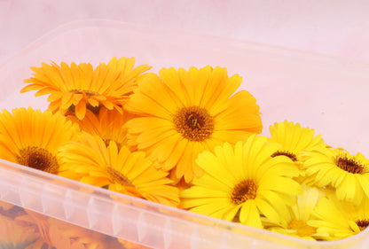Grootverpakking goudsbloem eetbare bloemen Floral Delight eetbare bloemenshop