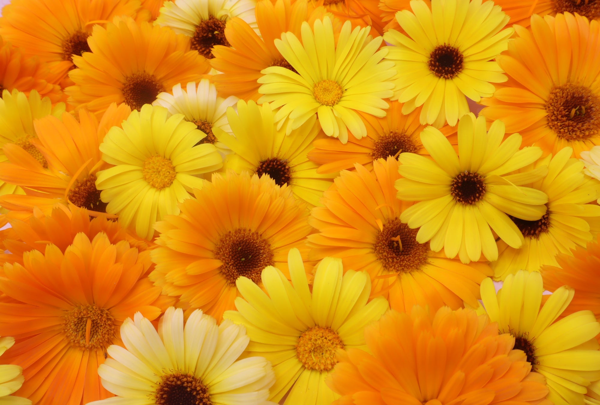Calendula Grootverpakking goudsbloem eetbare bloemen Floral Delight eetbare bloemenshop