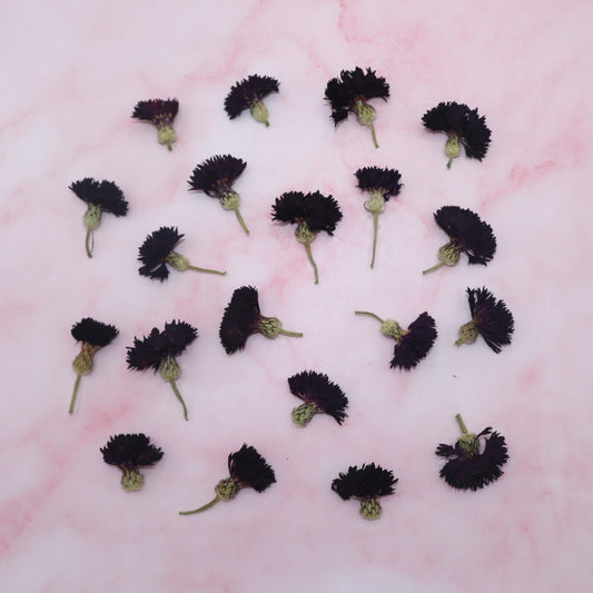 gedroogde eetbare korenbloem. zwarte bloem