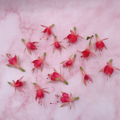 eetbare fuchsia roze eetbare bloemen
