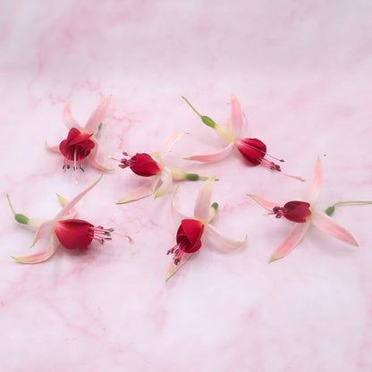 eetbare fuchsia groot eetbare bloemen