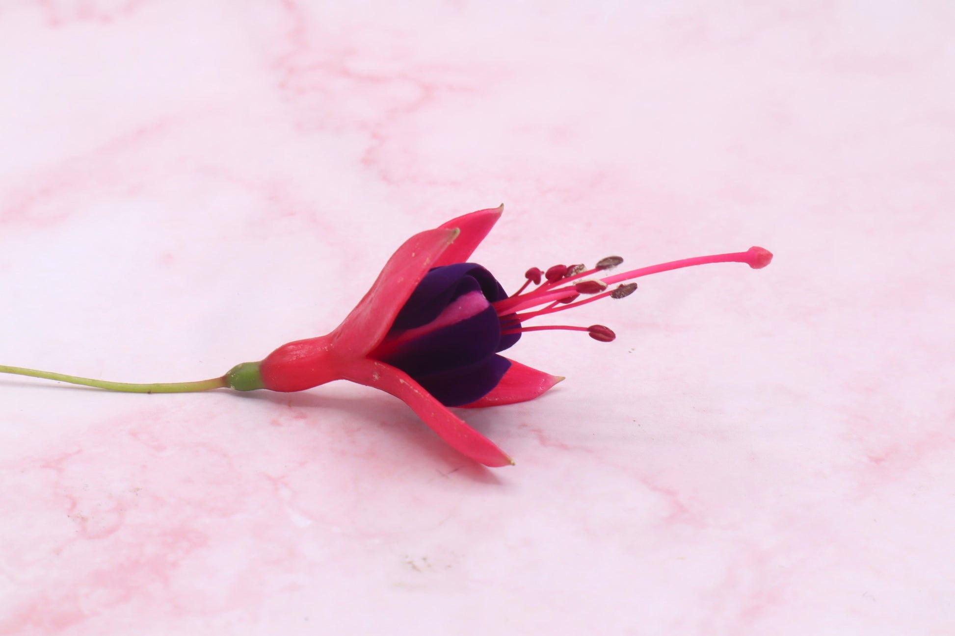 eetbare fuchsia roze paars eetbare bloemen