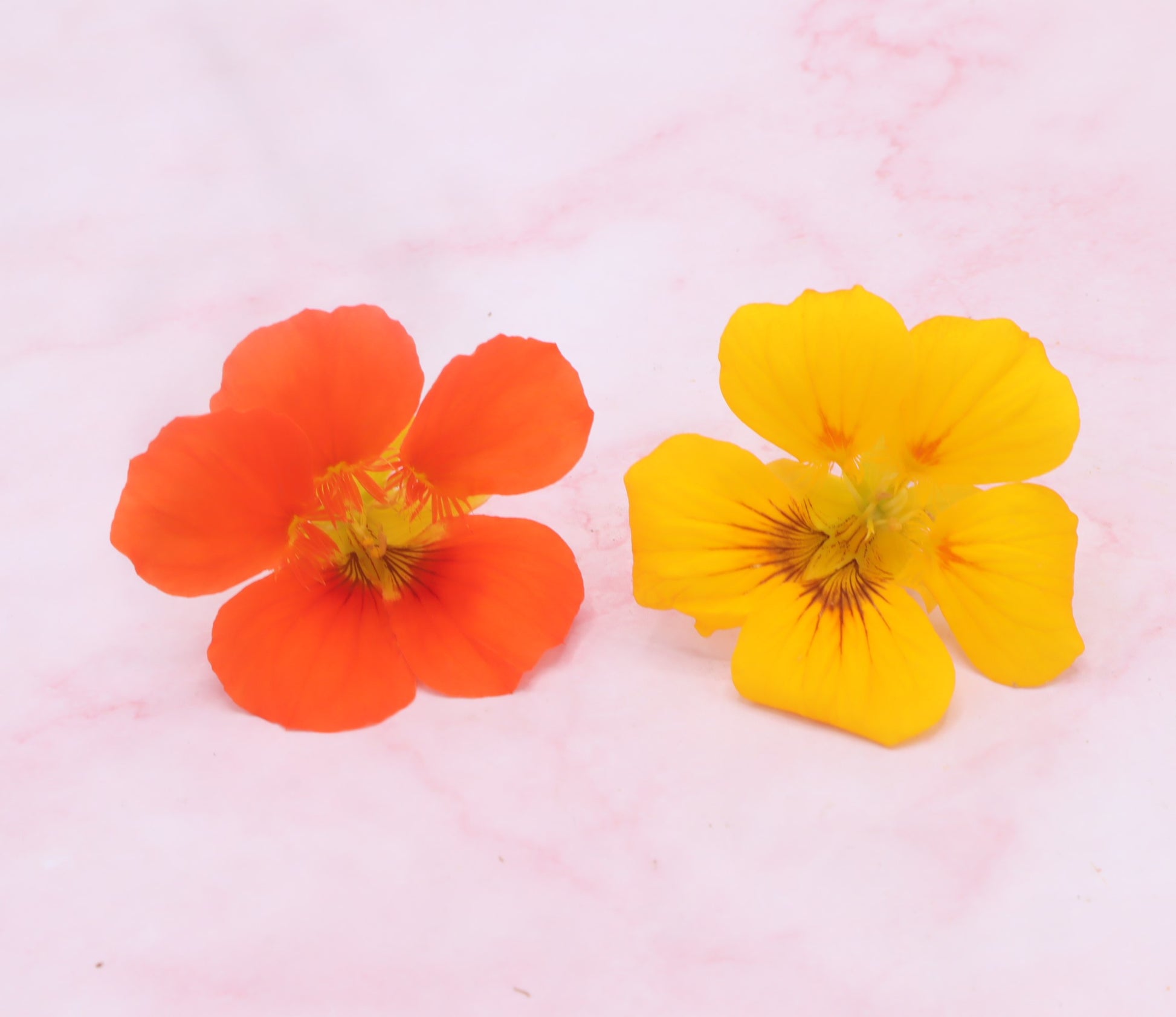 Eetbare Oost-indische kers bloemen, eetbare bloemen, bloemenshop webshop