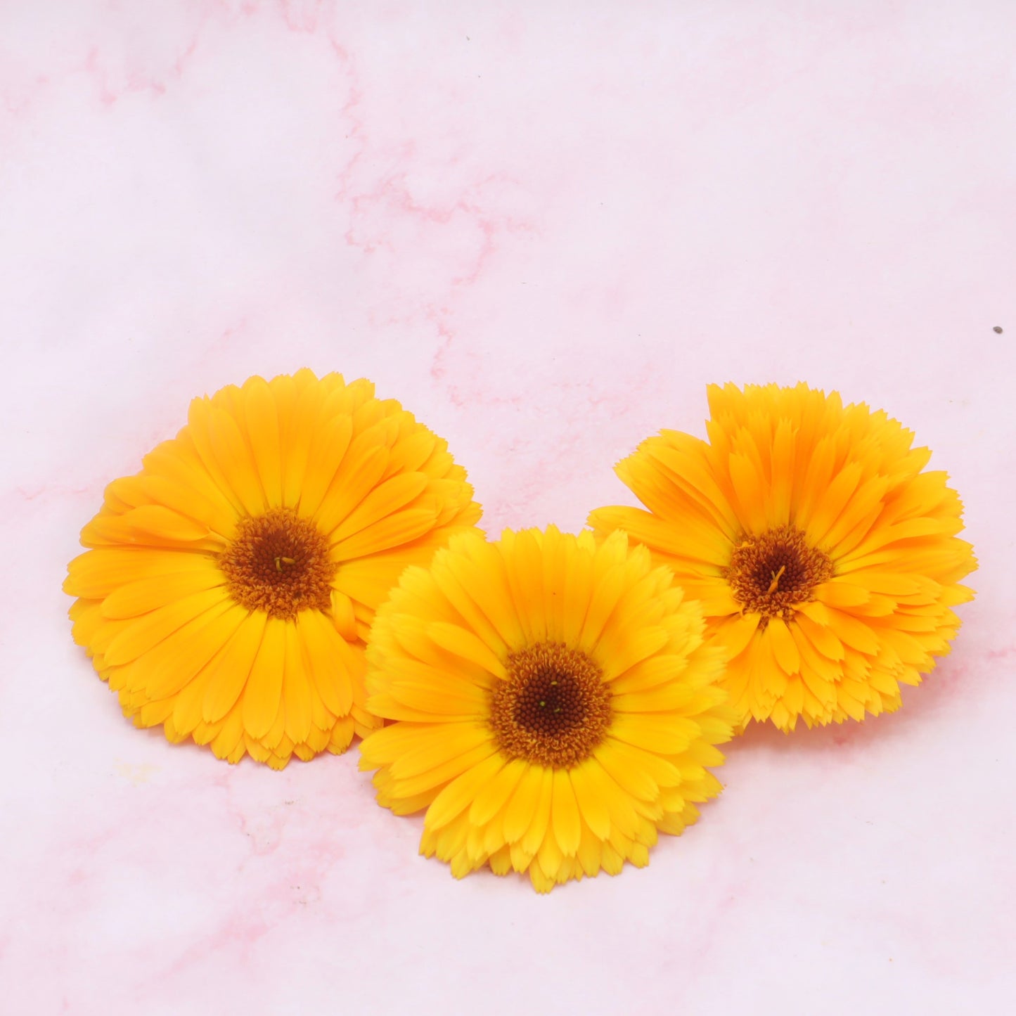 Oranje Goudsbloem eetbare bloemen Floral Delight eetbare bloemenshop