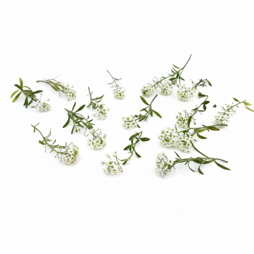 Witte alyssum perfect voor bruidstaarten
