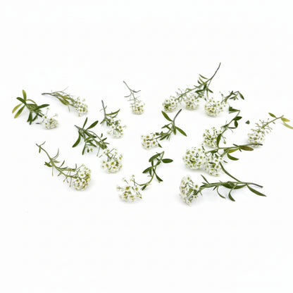 Witte alyssum perfect voor bruidstaarten
