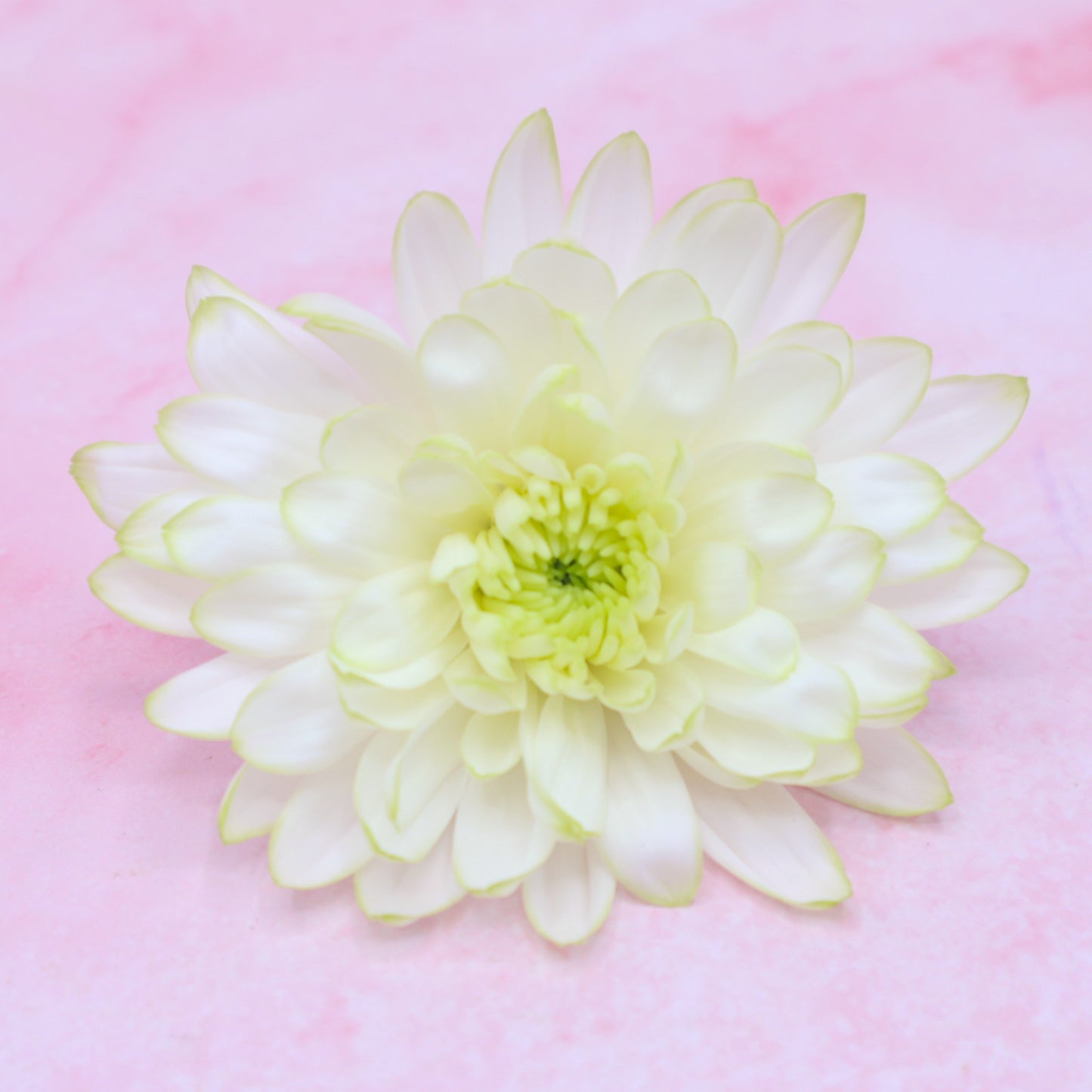 Chrysant Royal