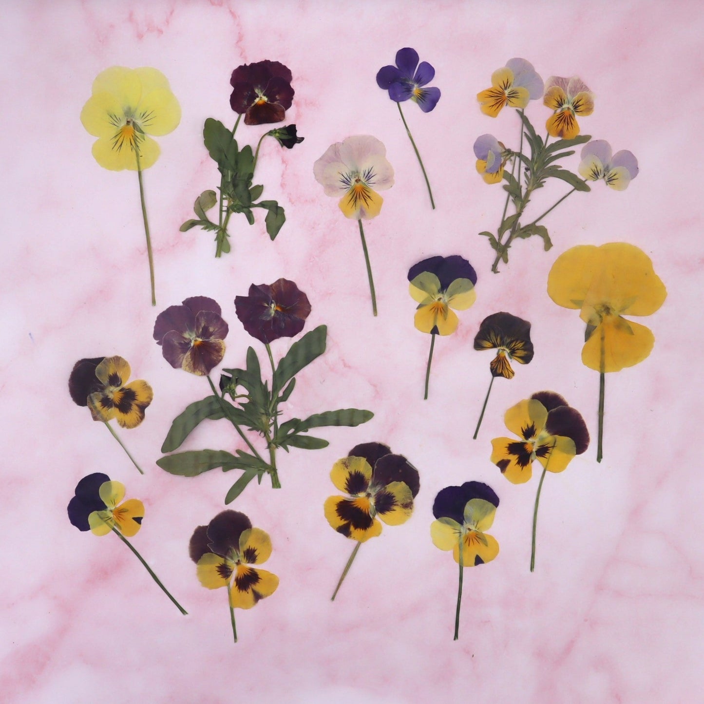 Violen met steeltje, kleine en grote violen in diverse kleuren. Eetbare bloemen Geperst. Natuurlijke look.
