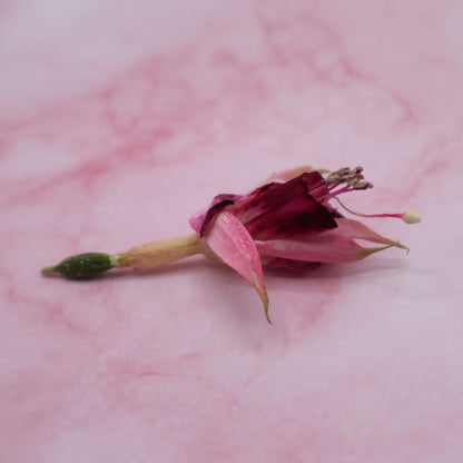 gevriesdroogde fuchsia eetbare bloemen  floral delight