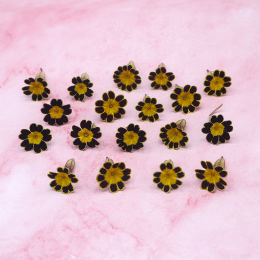 Mini Primula Zwart/Geel