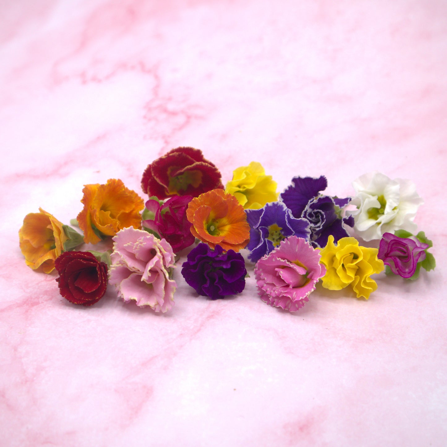 Roosvormige Primula - Floral Delight