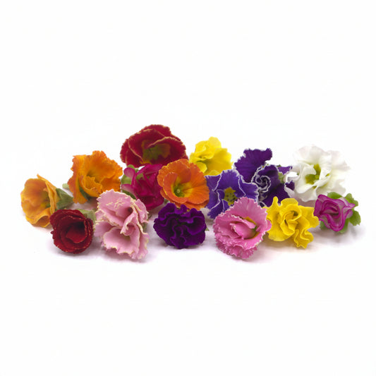 Roosvormige Primula - Floral Delight