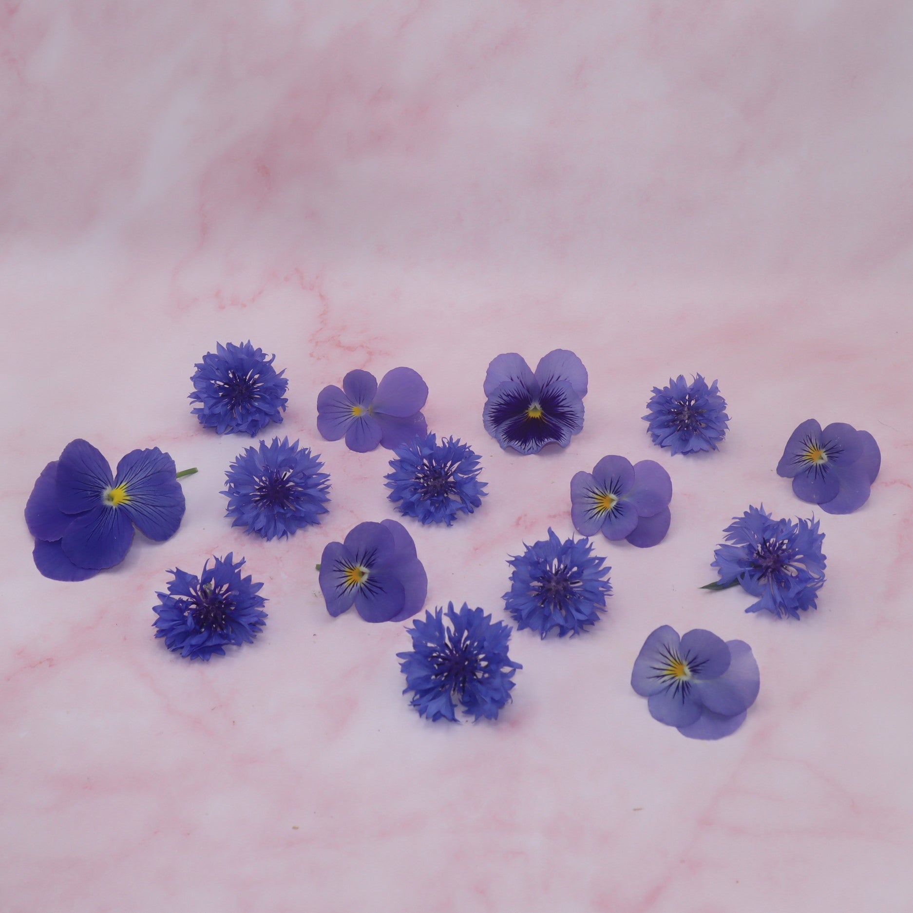 Roze blauwe eetbare bloemen mix. Gender reveal, baby, babyshower