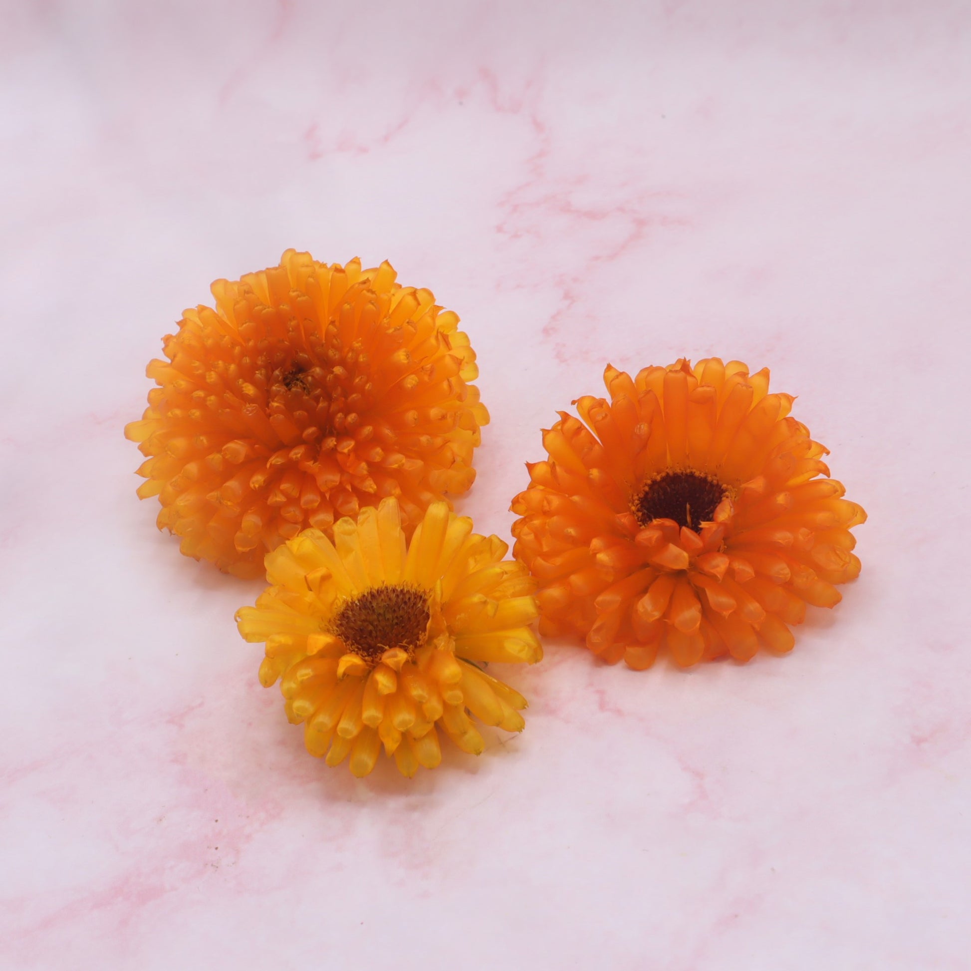 Gevriesdroogde eetbare Goudsbloem. Freeze dried edible Caledula. Floral Delight webshop online bestellen eetbare bloemen