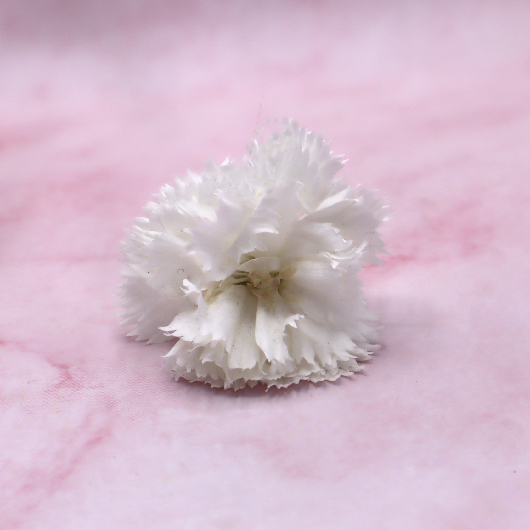 Verse eetbare Anjer - Groot, geel rood roze wit