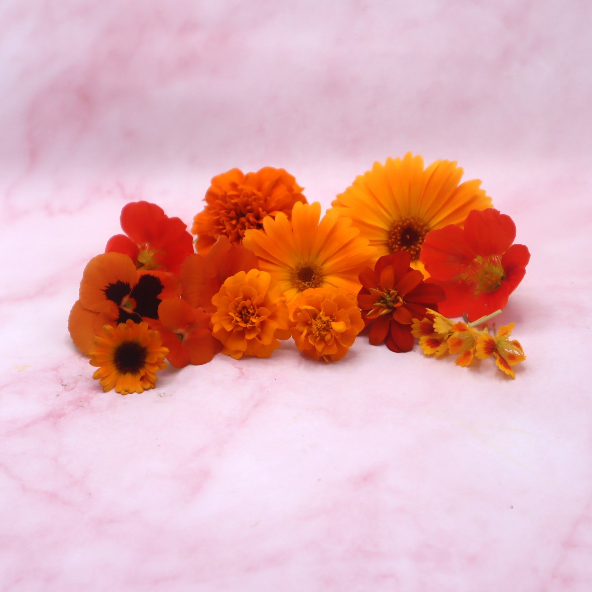 Hollandse Nederlandse Eetbare Bloemen Mix. Oranje, rood, wit, blauw. WK, voetbal Olympische spelen, koningsdag bloemen, 
